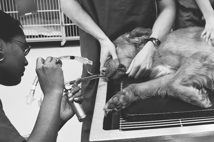 Learn more about our CPR Package: Basic and Advanced Life Support for Veterinarians certificate